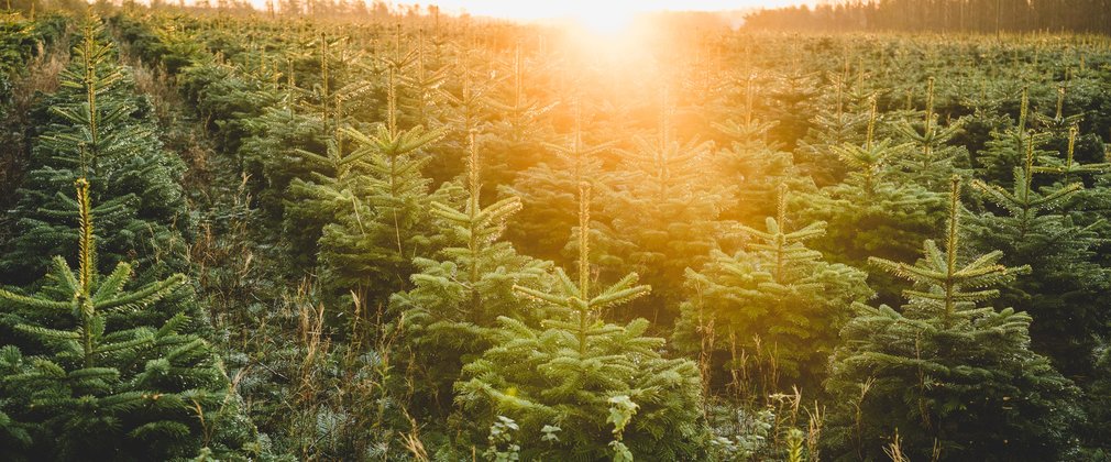 Kerstbomen4