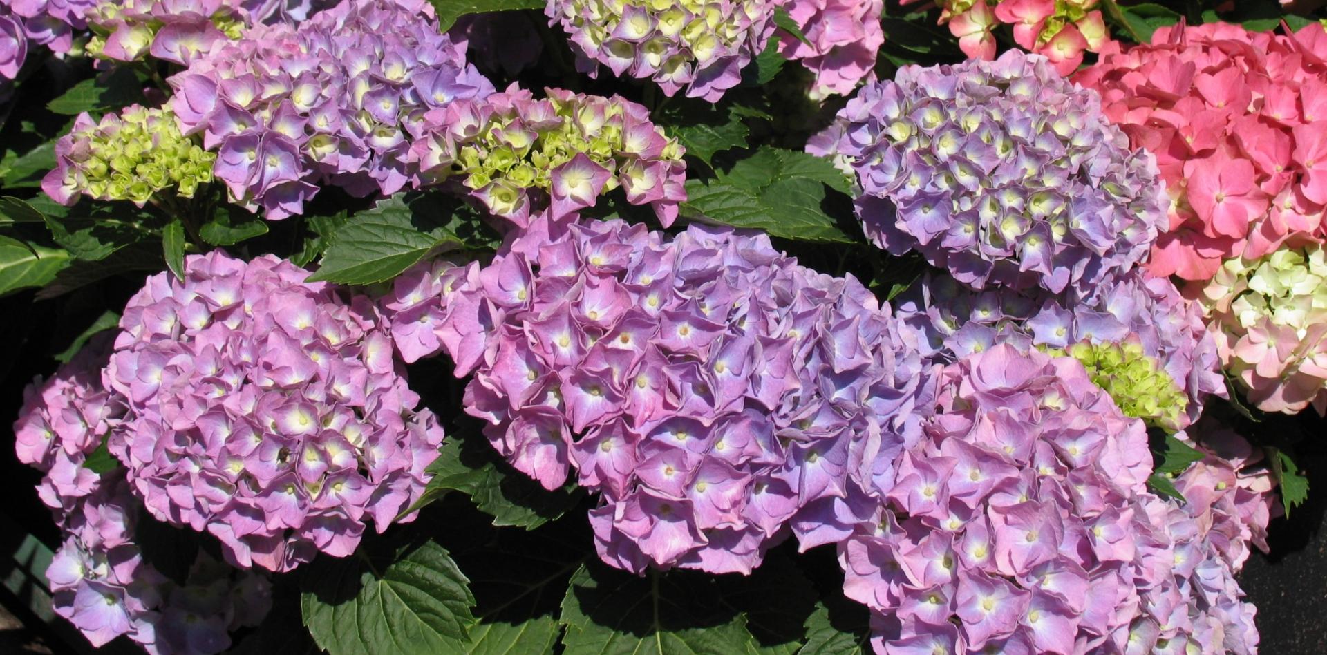 Hydrangea-Promo