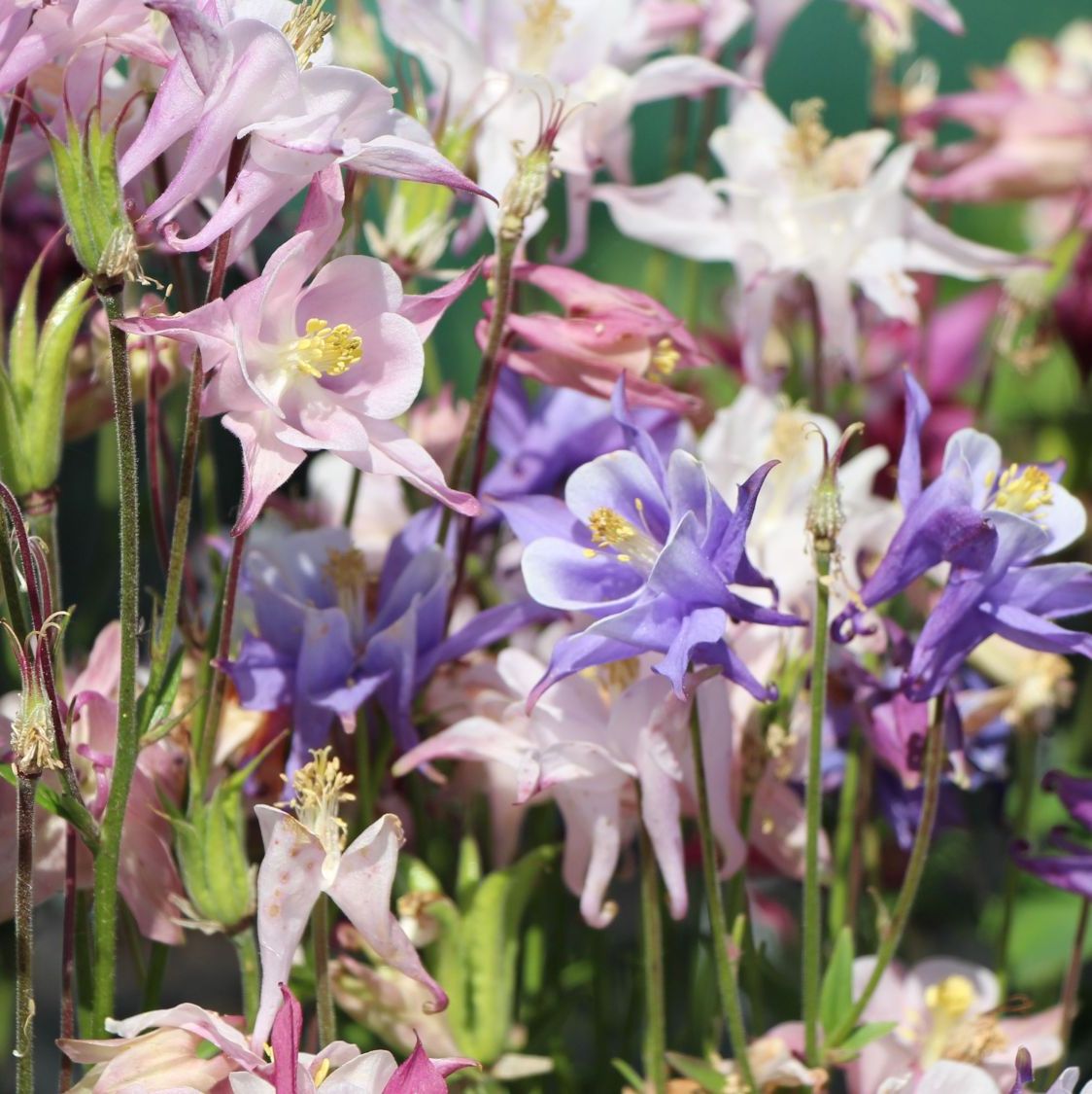 Aquilegia 'Biedermeier' | Erica Garden