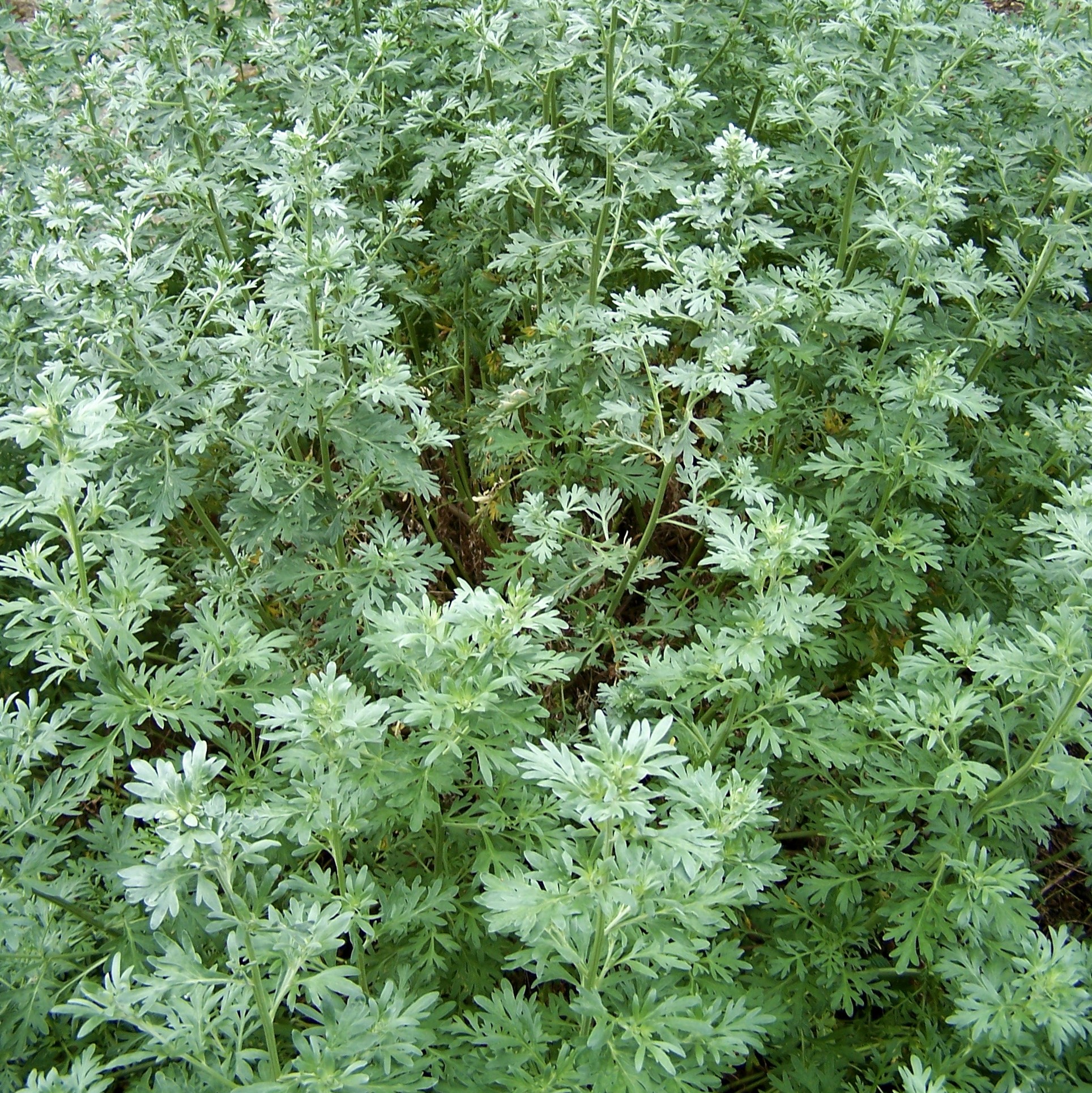 ABSINT Artemisia absinthium Erica Garden