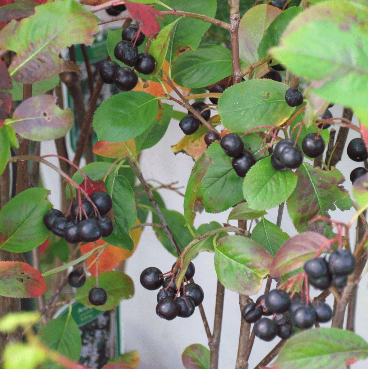 Aronia prunifolia 'Viking' | Erica Garden