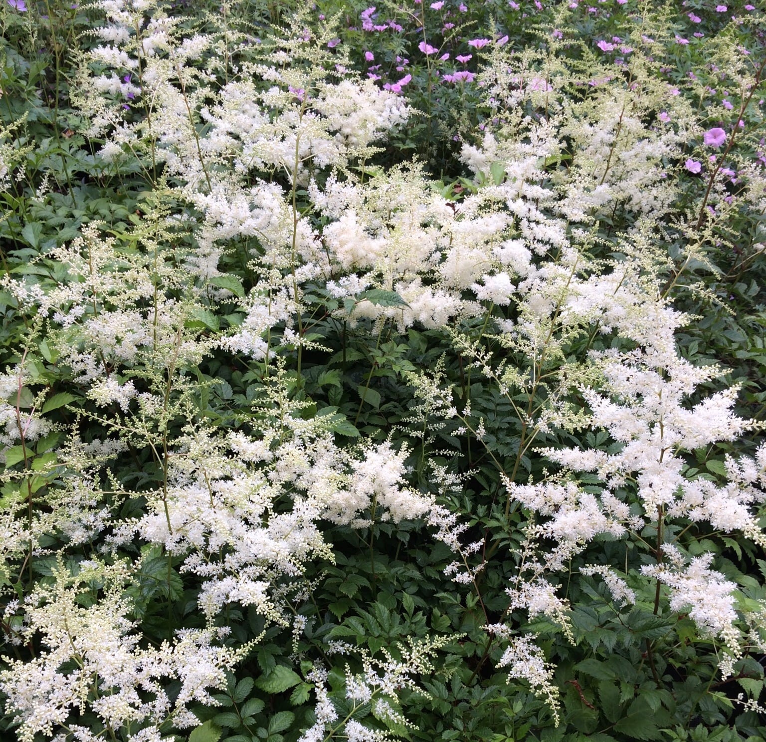 Astilbe (A) 'Brautschleier' | Erica Garden