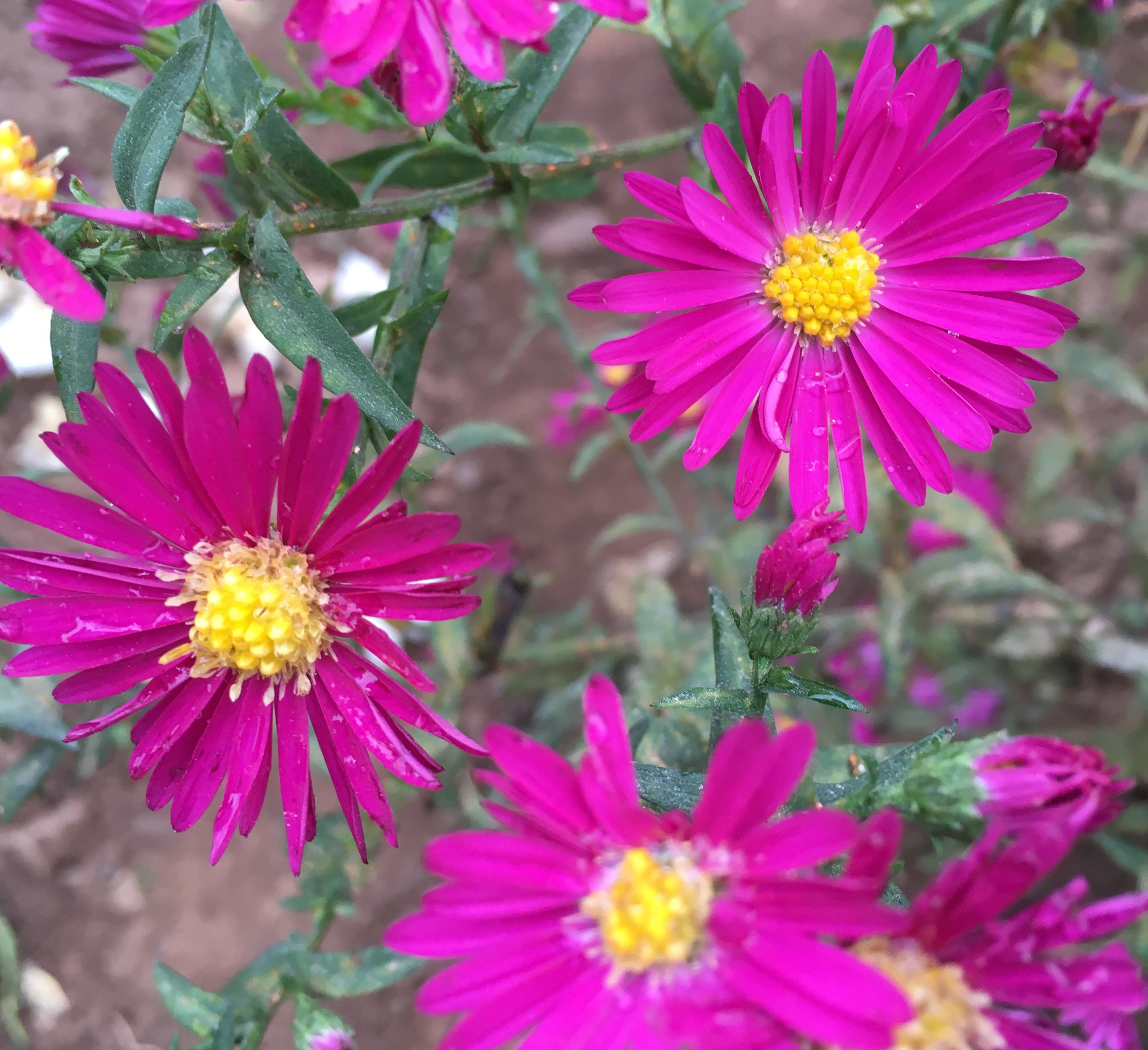 Aster n.-b. 'Crimson Brocade' | Erica Garden