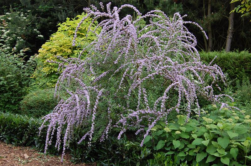 Buddleja alternifolia | Erica Garden
