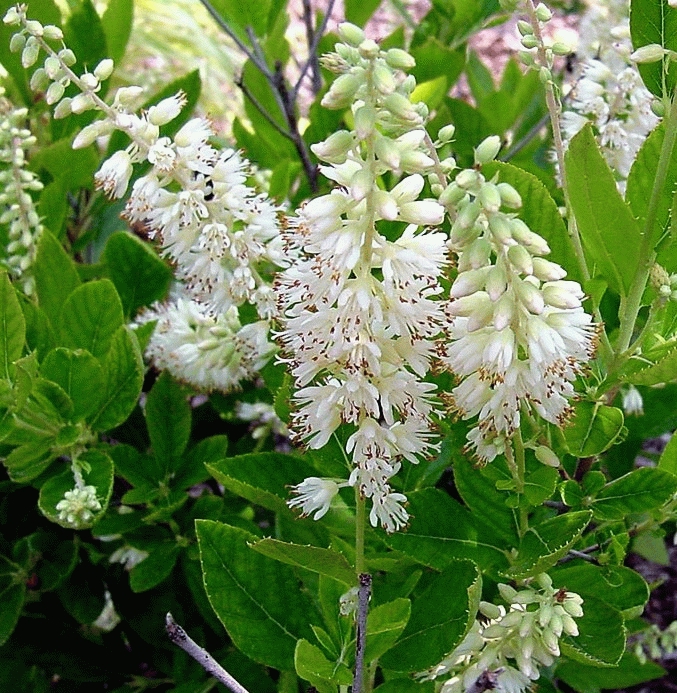 Clethra alnifolia | Erica Garden