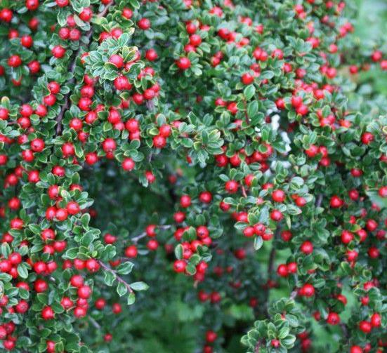 Cotoneaster ‘Eichholz’ | Erica Garden