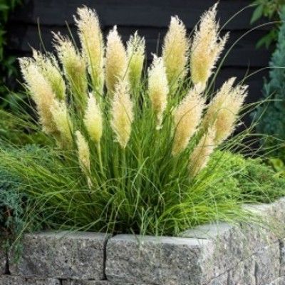 Cortaderia sell. 'Tiny Pampa' | Erica Garden