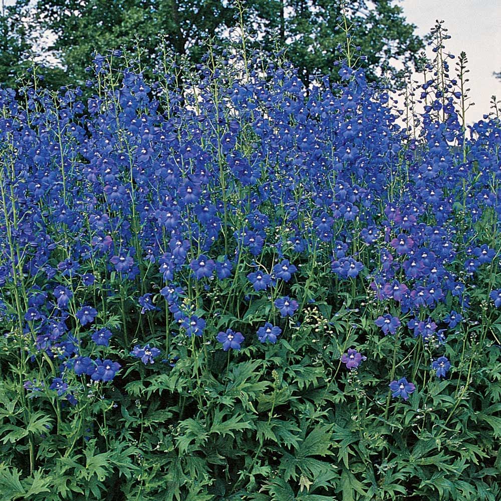 Delphinium (B) 'Bellamosum' | Erica Garden
