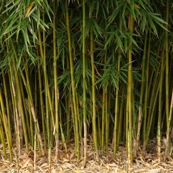 onderdak Afstoting tij Fargesia robusta 'Campbell' | Erica Garden