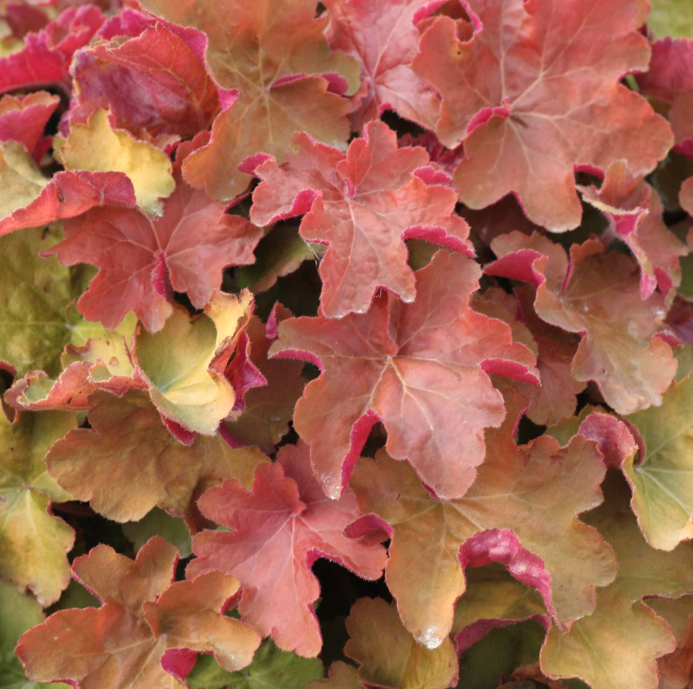 Heuchera 'Caramel' Erica Garden