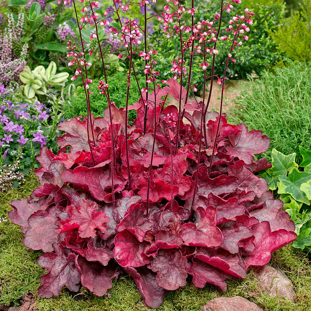Heuchera 'Fire Chief' Erica Garden
