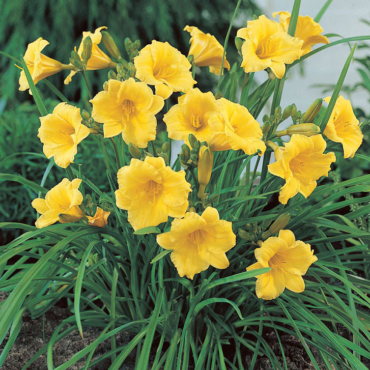 Hemerocallis 'Stella de Oro' | Erica Garden