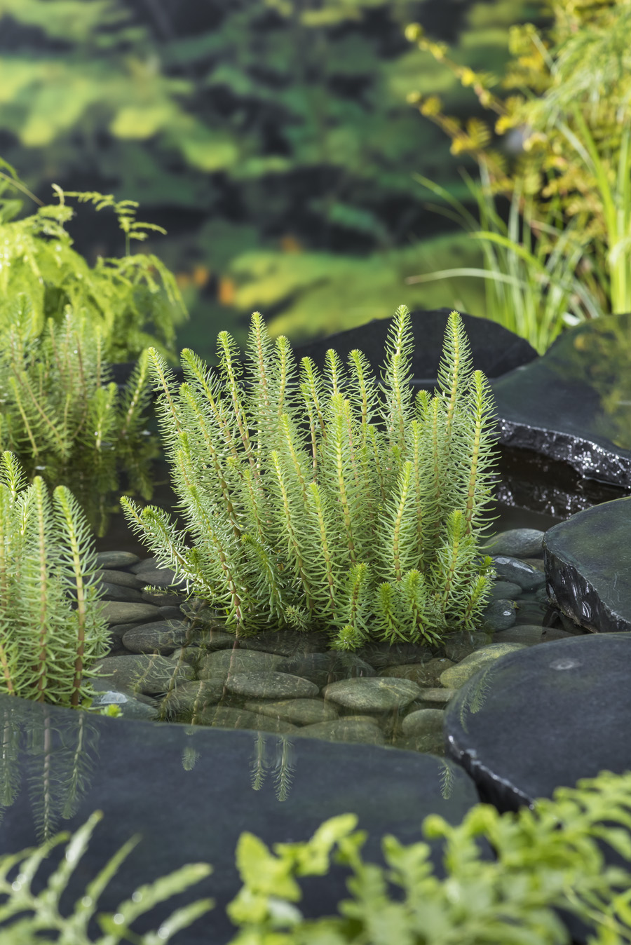 Hippuris vulgaris Erica Garden