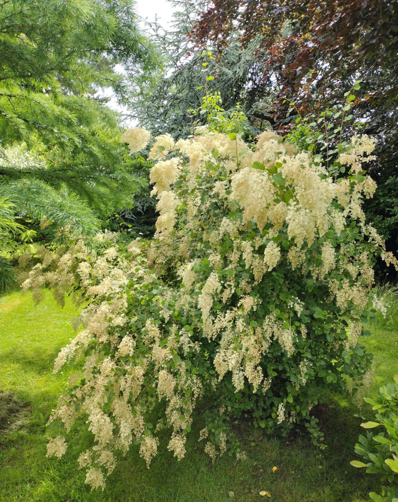 Holodiscus discolor Erica Garden