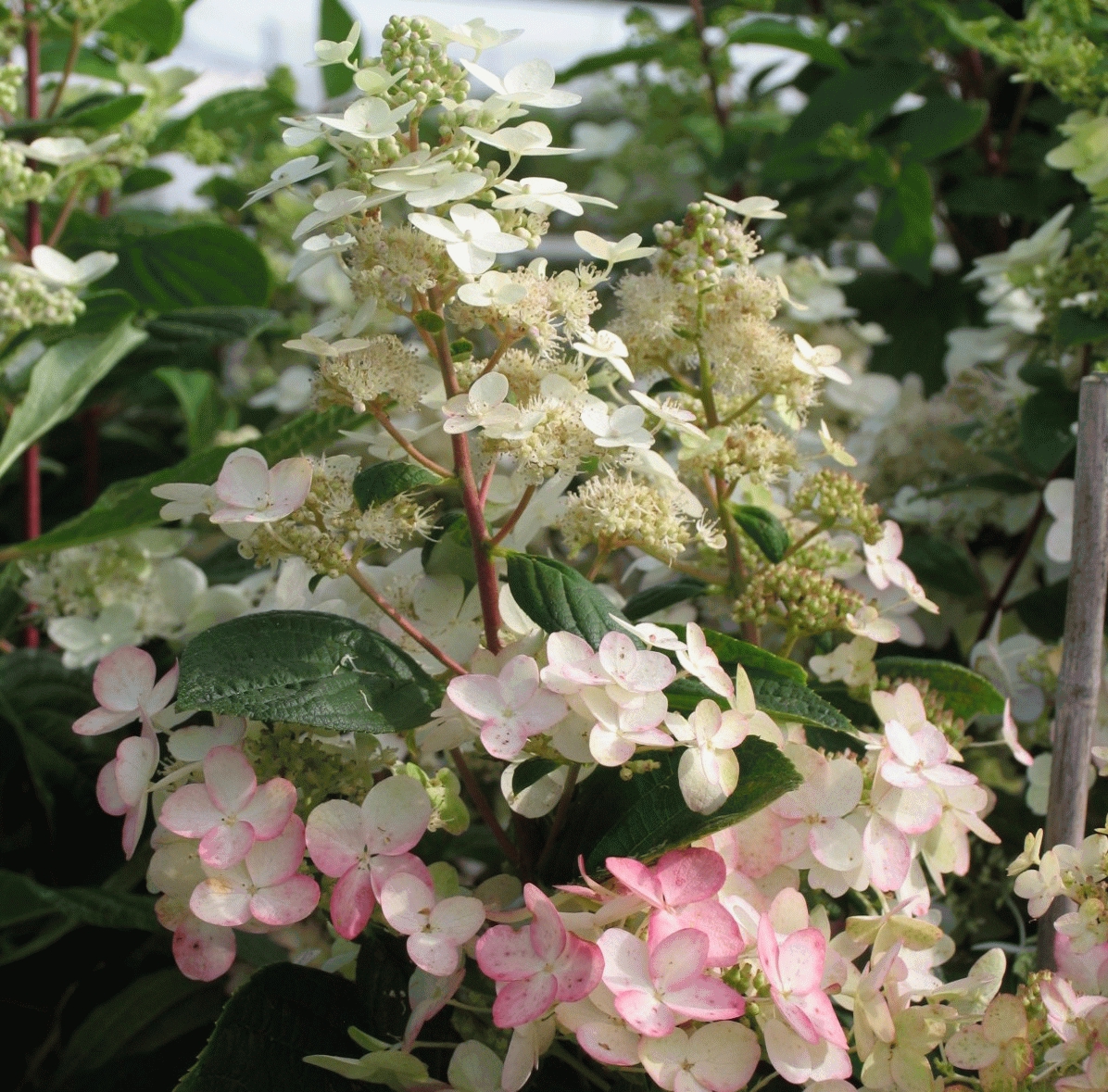Hydrangea pan. 