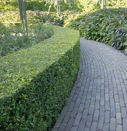 Ilex crenata dark shop green