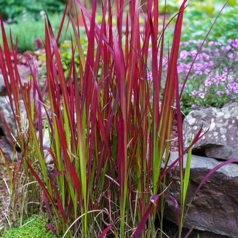 Imperata cylindrica 'Red Baron' Erica Garden