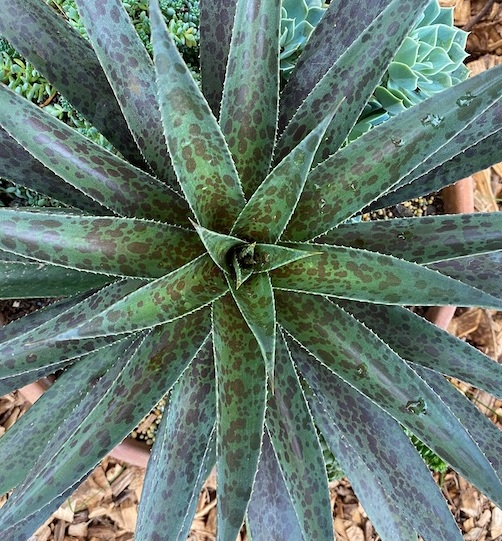 Mangave 'Pineapple Express' Erica Garden