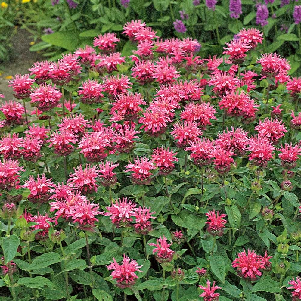 Monarda 'Croftway Pink' | Erica Garden