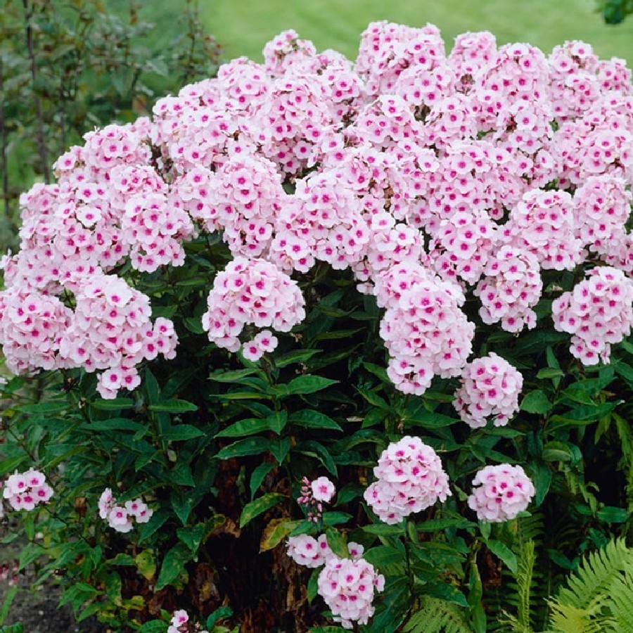 Phlox P Bright Eyes Erica Garden