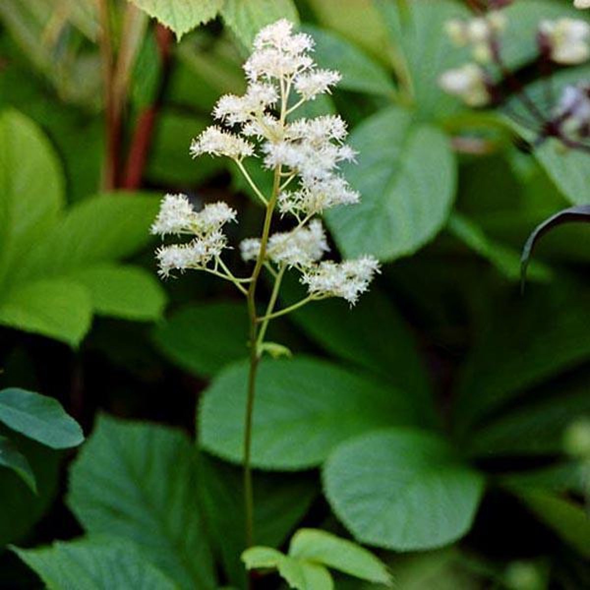 Rodgersia Aesculifolia Erica Garden