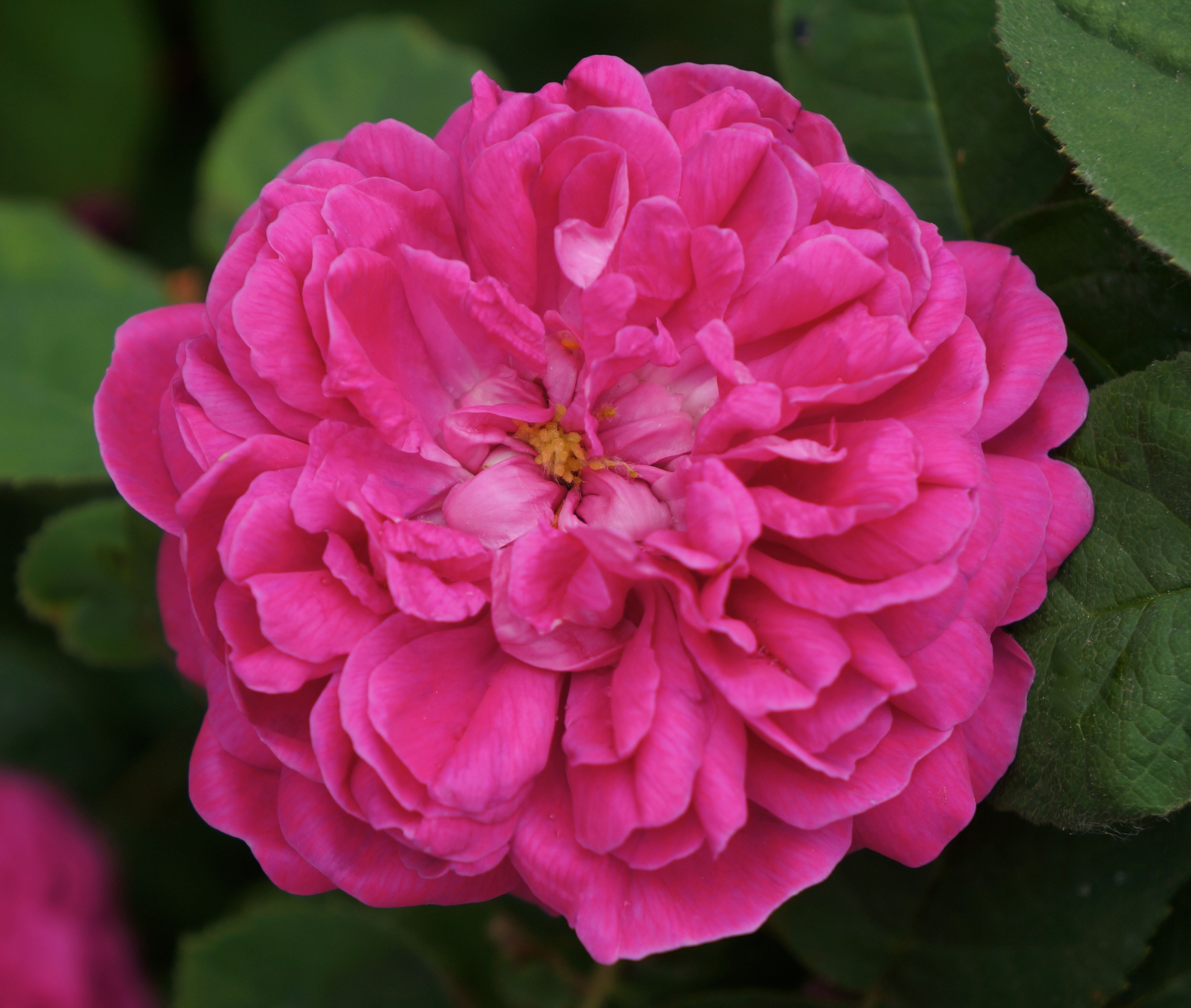  Rose De Rescht Trosroos Engels Erica Garden