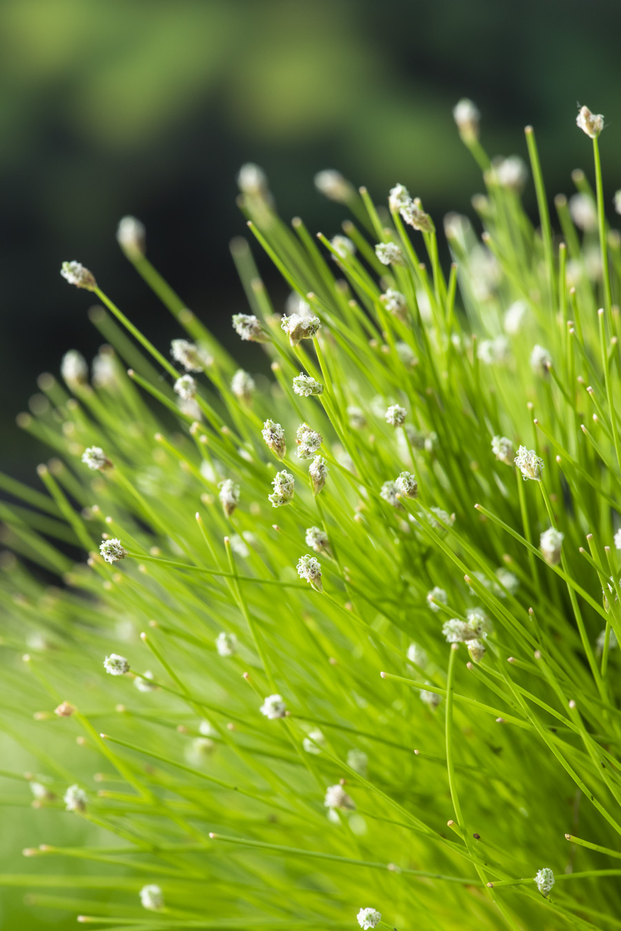 Scirpus cernuus | Erica Garden