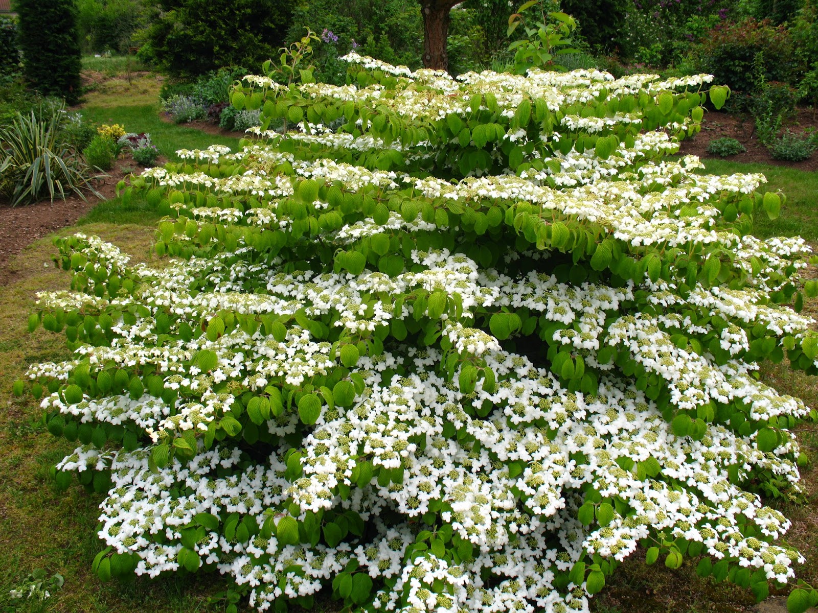 Viburnum plicatum 'Mariesii' Erica Garden