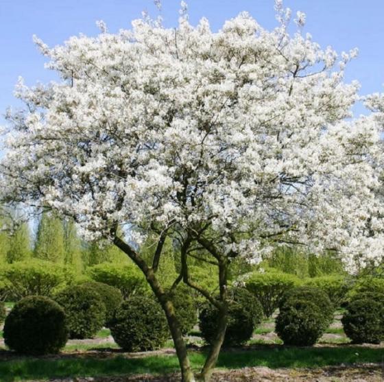 Krentenboom lente
