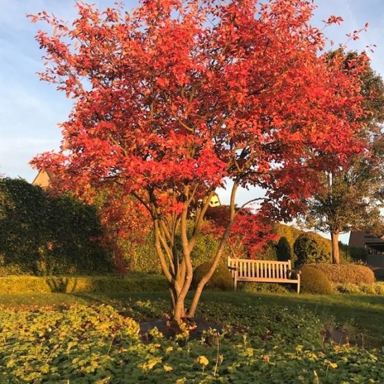Krentenboom herfst