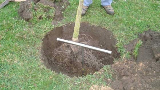 Plaatsen in plantput