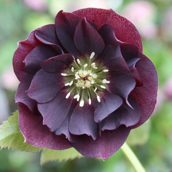 Helleborus 'Pretty Ellen' Purple