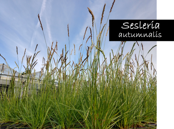 Sesleria autumnalis