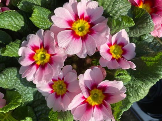 Primula