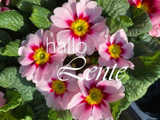 Hallo lente