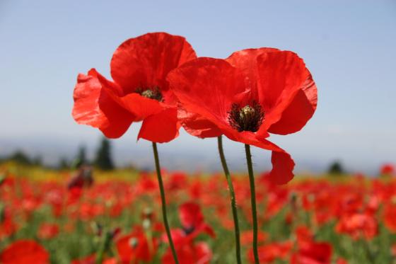 Red poppy