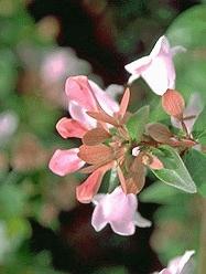Abelia chin 'Edward Goucher'