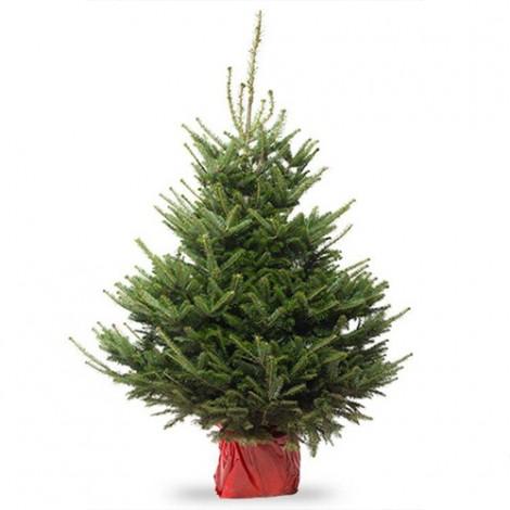 Abies fraseri KERSTBOOM