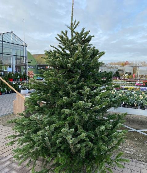 Abies nordmanniana KERSTBOOM