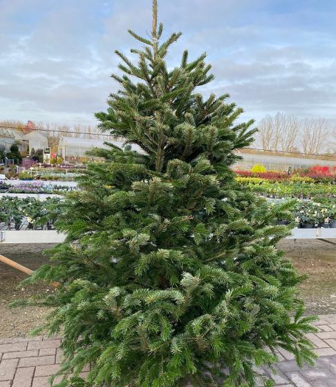 Abies nordmanniana KERSTBOOM