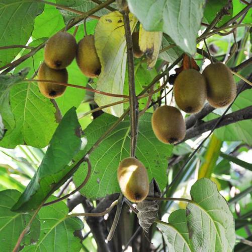 Actinidia chinensis 'Atlas' KIWI