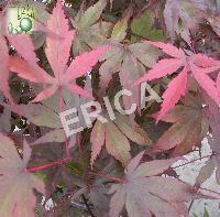 Acer palm. 'Bloodgood'