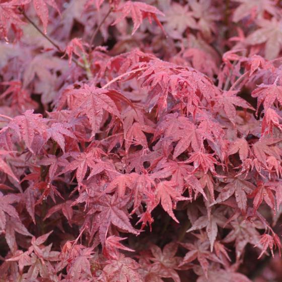 Acer palm. 'Deshojo'