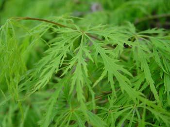 Acer palm. 'Dissectum'