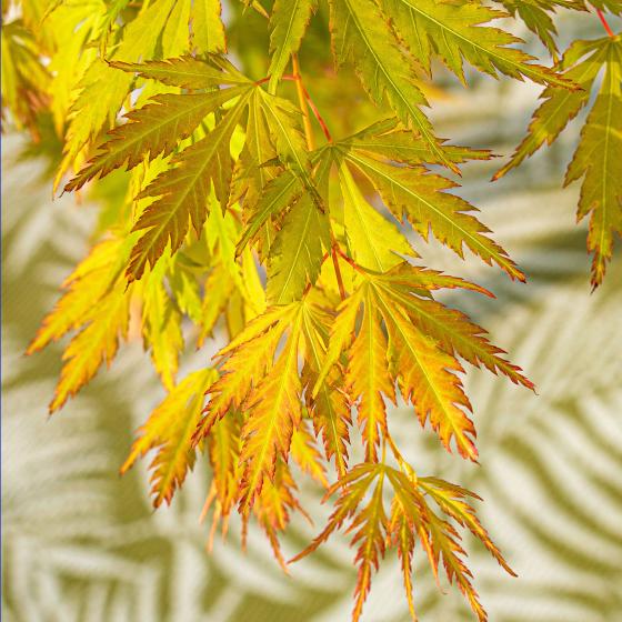 Acer palm. 'Orange Lace'