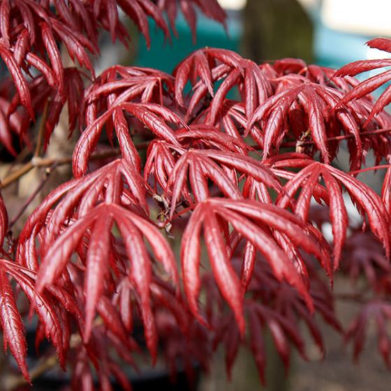 Acer palm. 'Trompenburg'