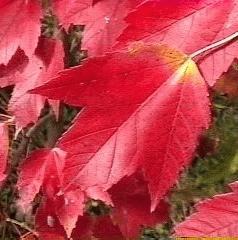 Acer rubrum 'Red Sunset'