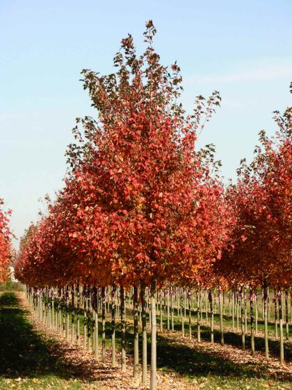 Acer rubrum 'Red Sunset'