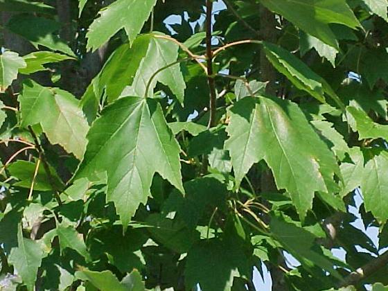 Acer rubrum 'Red Sunset'