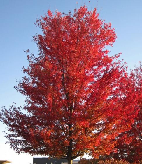 Acer saccharinum